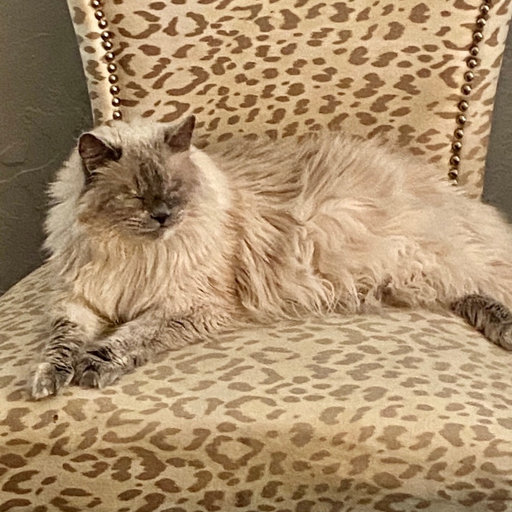 Meet your Posher, Estela